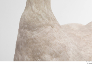 Mute swan chest neck 0003.jpg